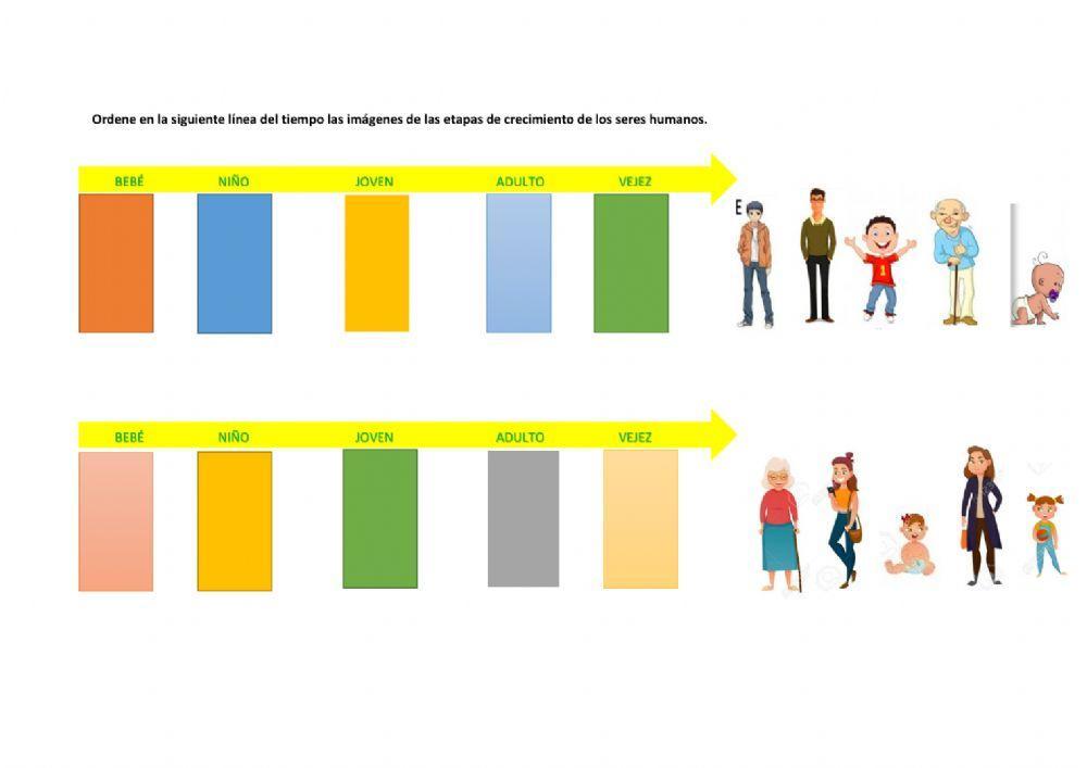 Etapas de crecimiento