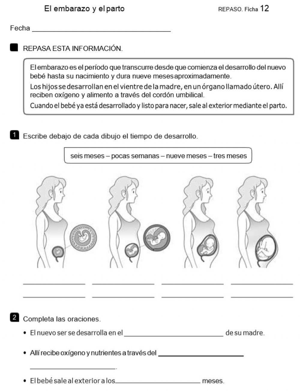 La reproducción, el embarazo
