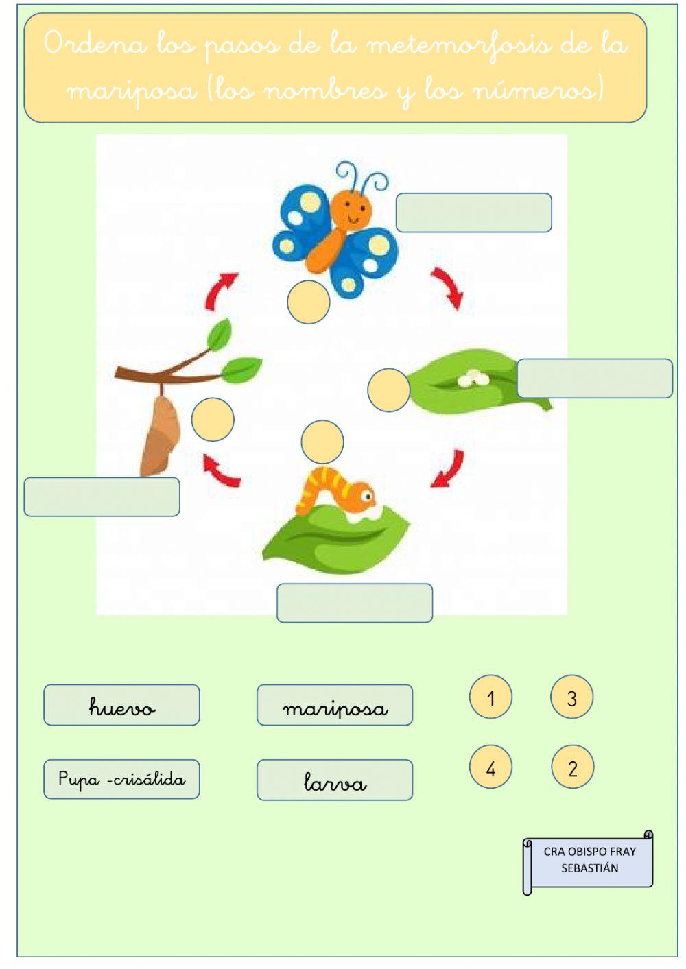 Metamorfosis mariposa