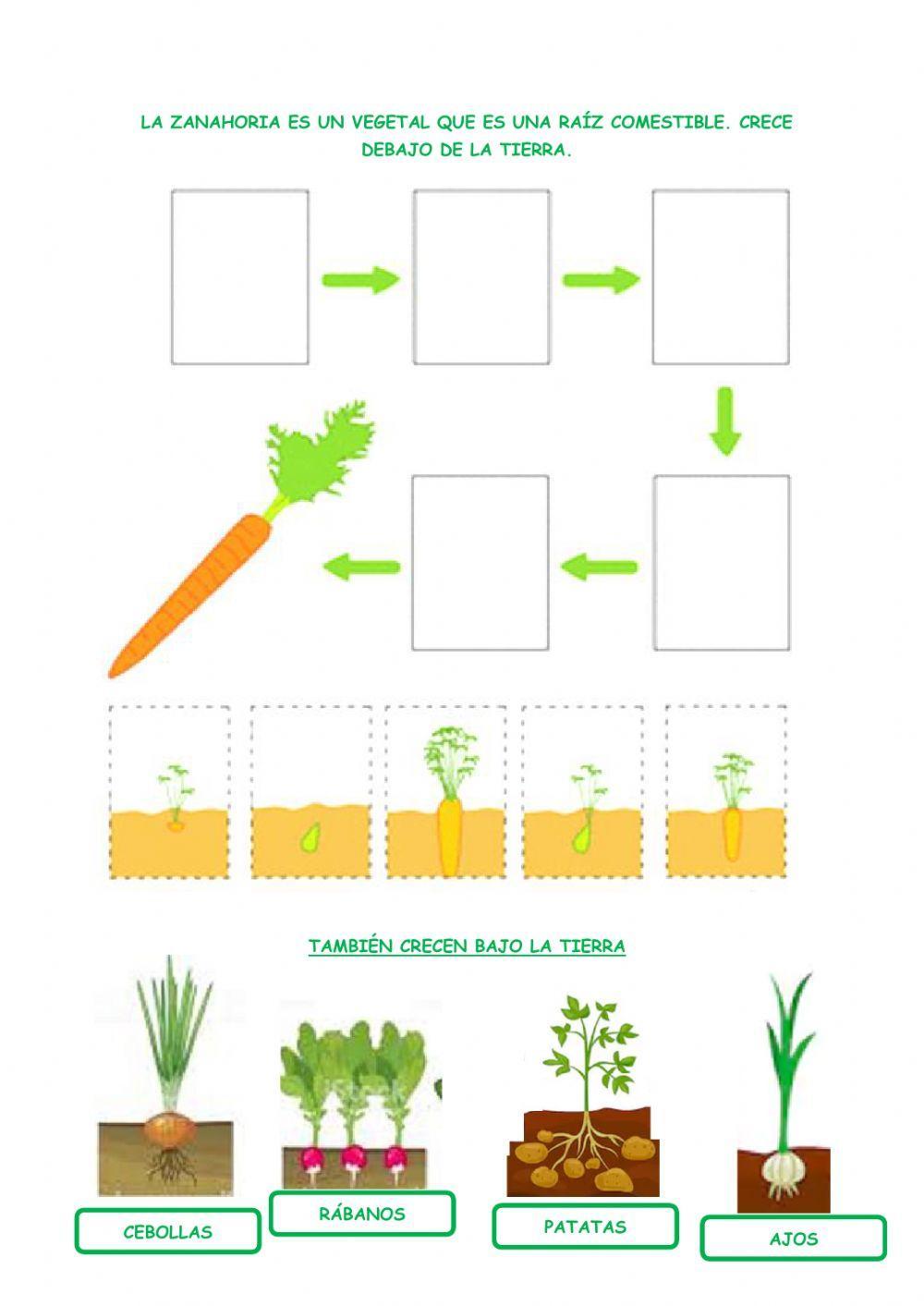 Las plantas. verduras y hortalizas