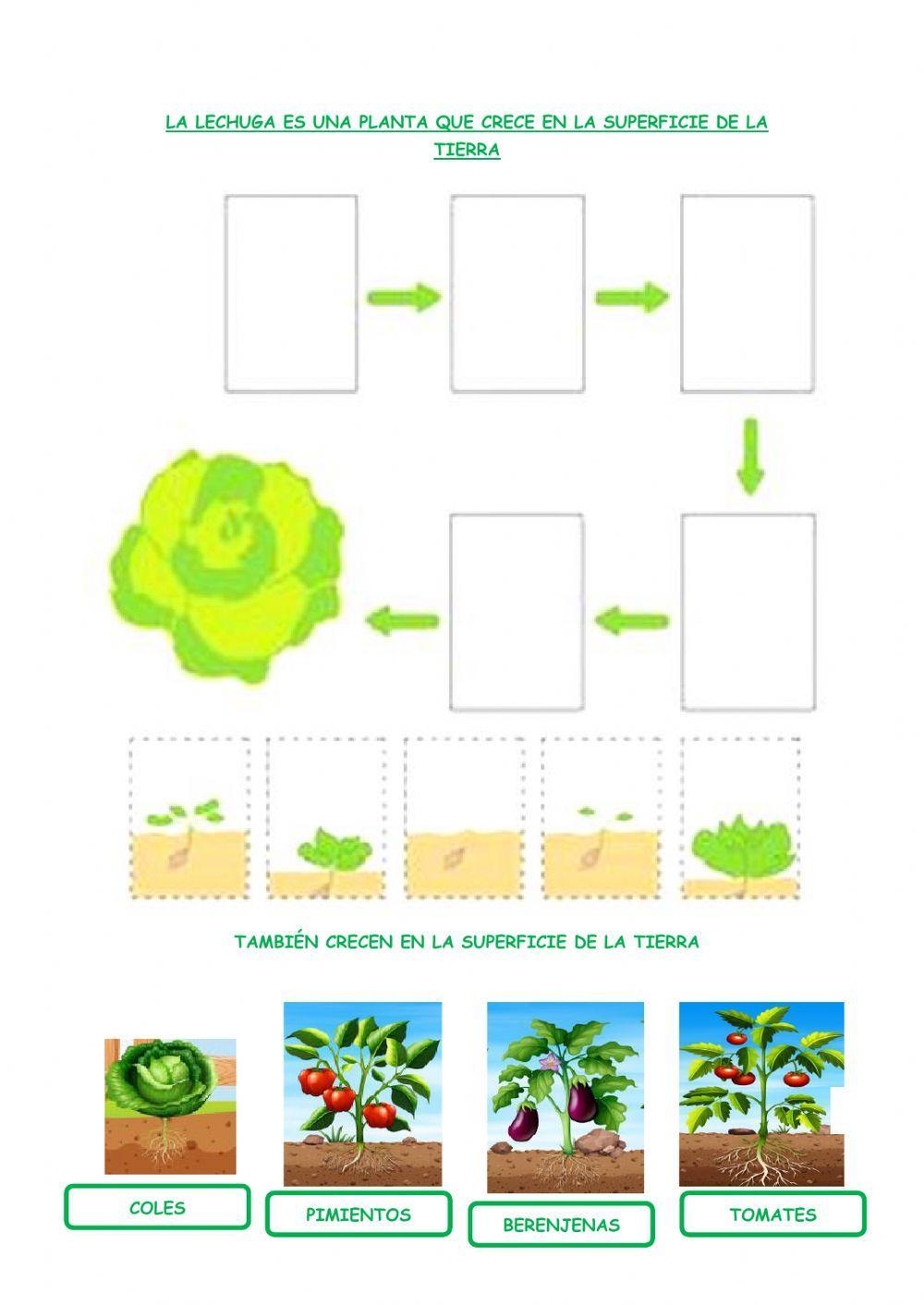 Las plantas. verduras y hortalizas