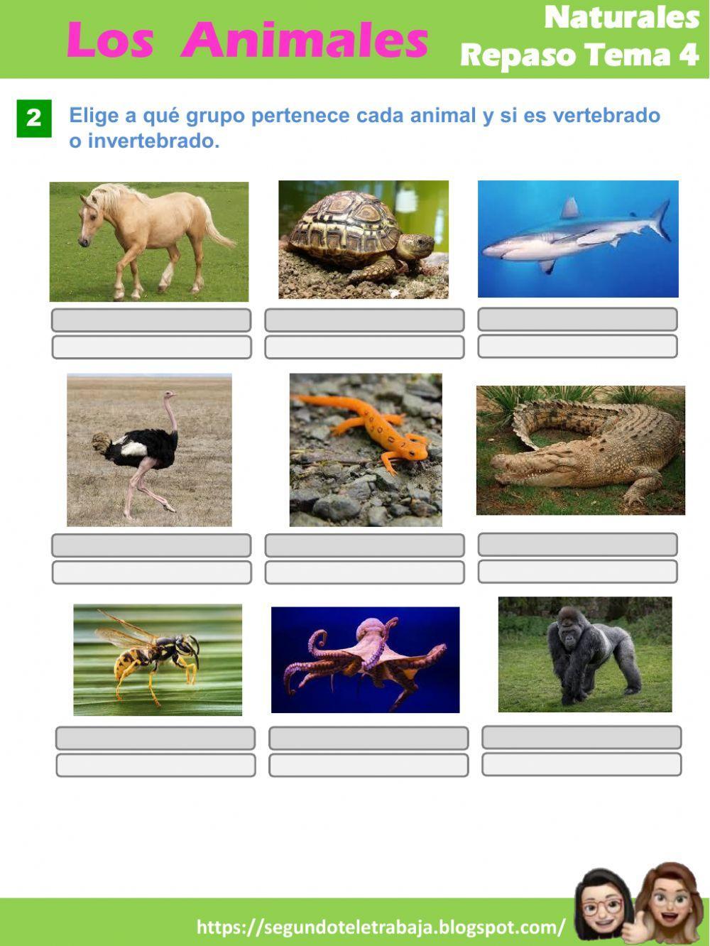 Animales invertebrados