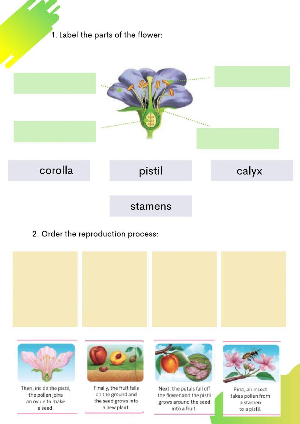 Plant nutrition and reproduction