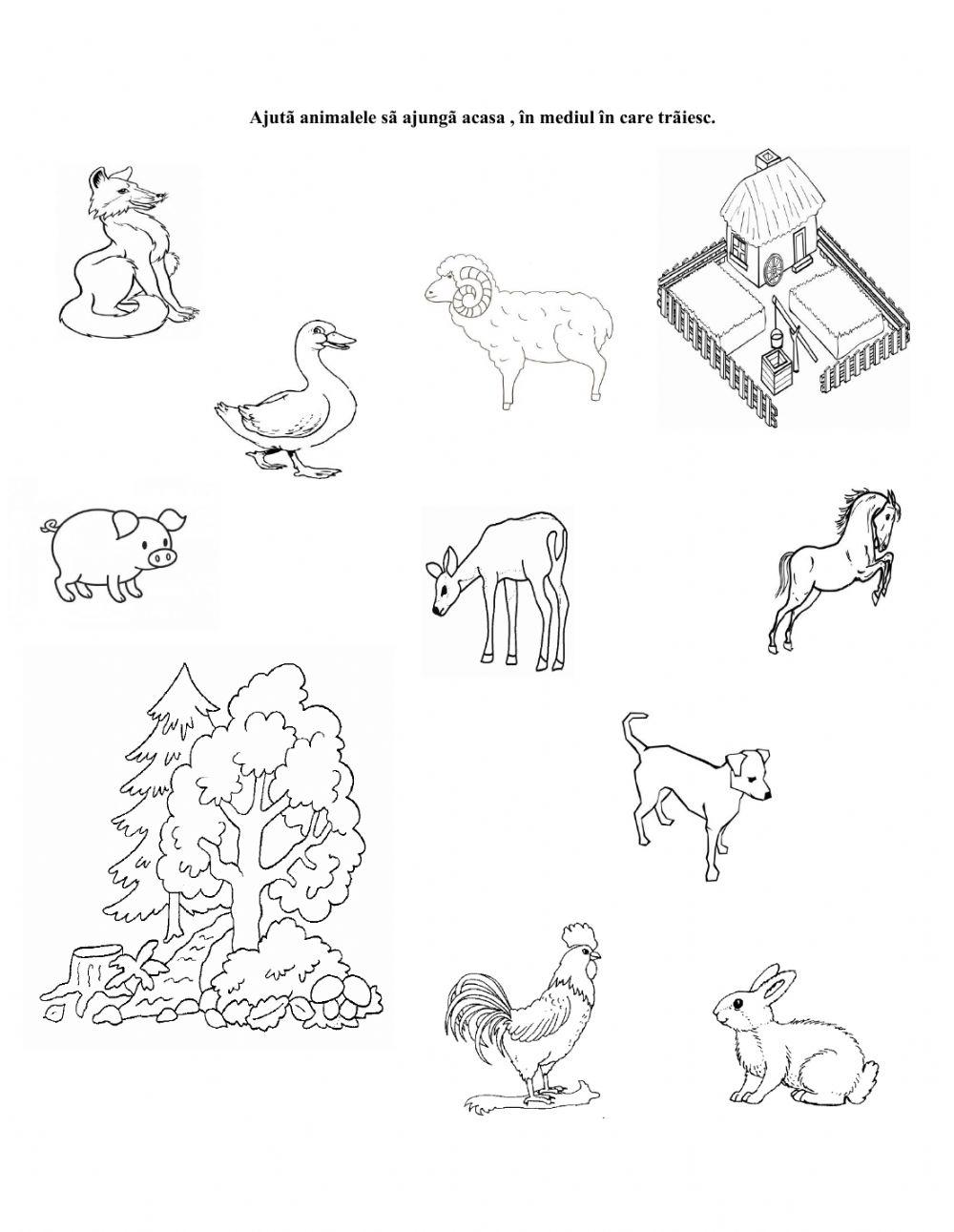 evaluare finala animale