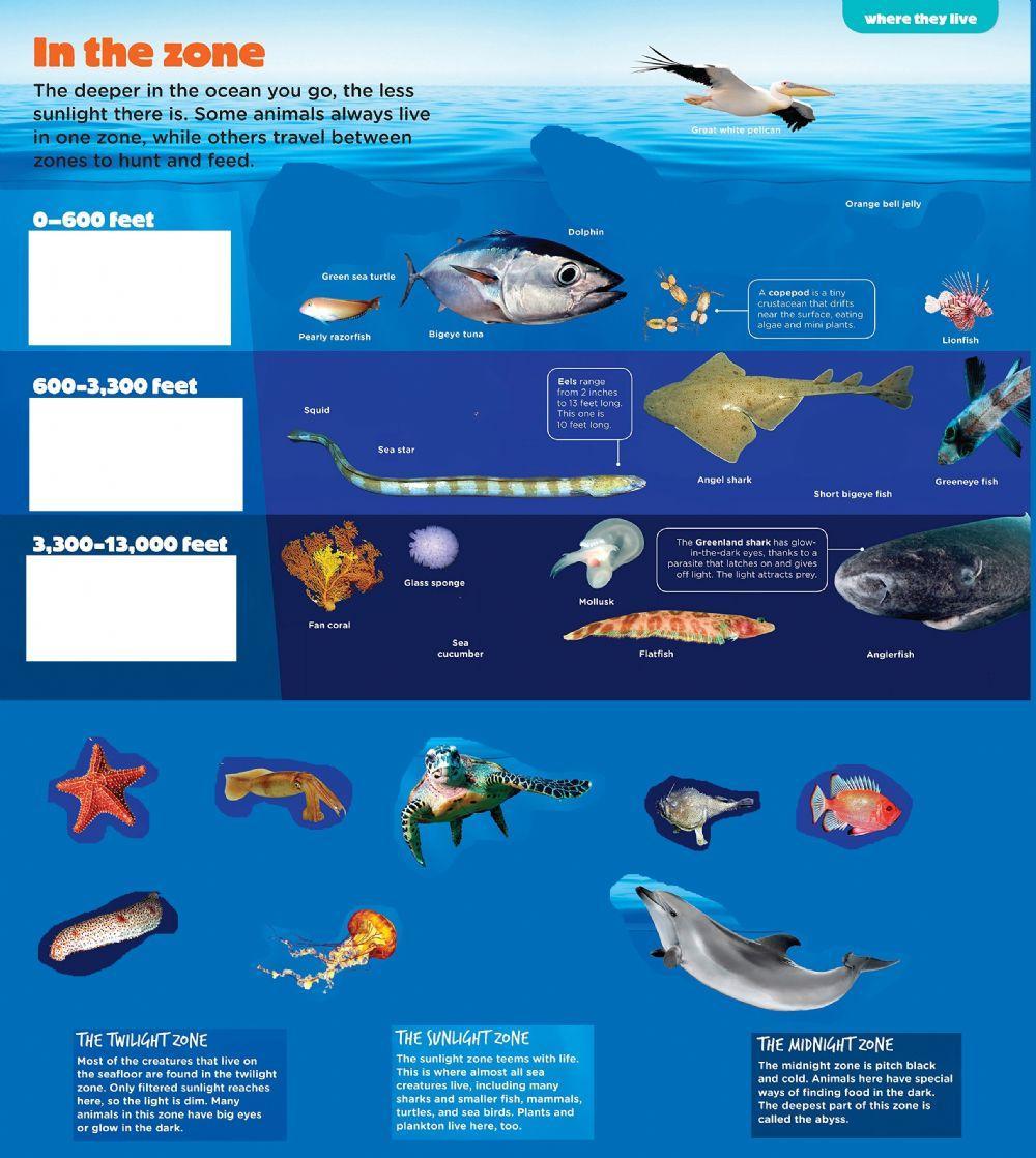 Ocean zones and animals