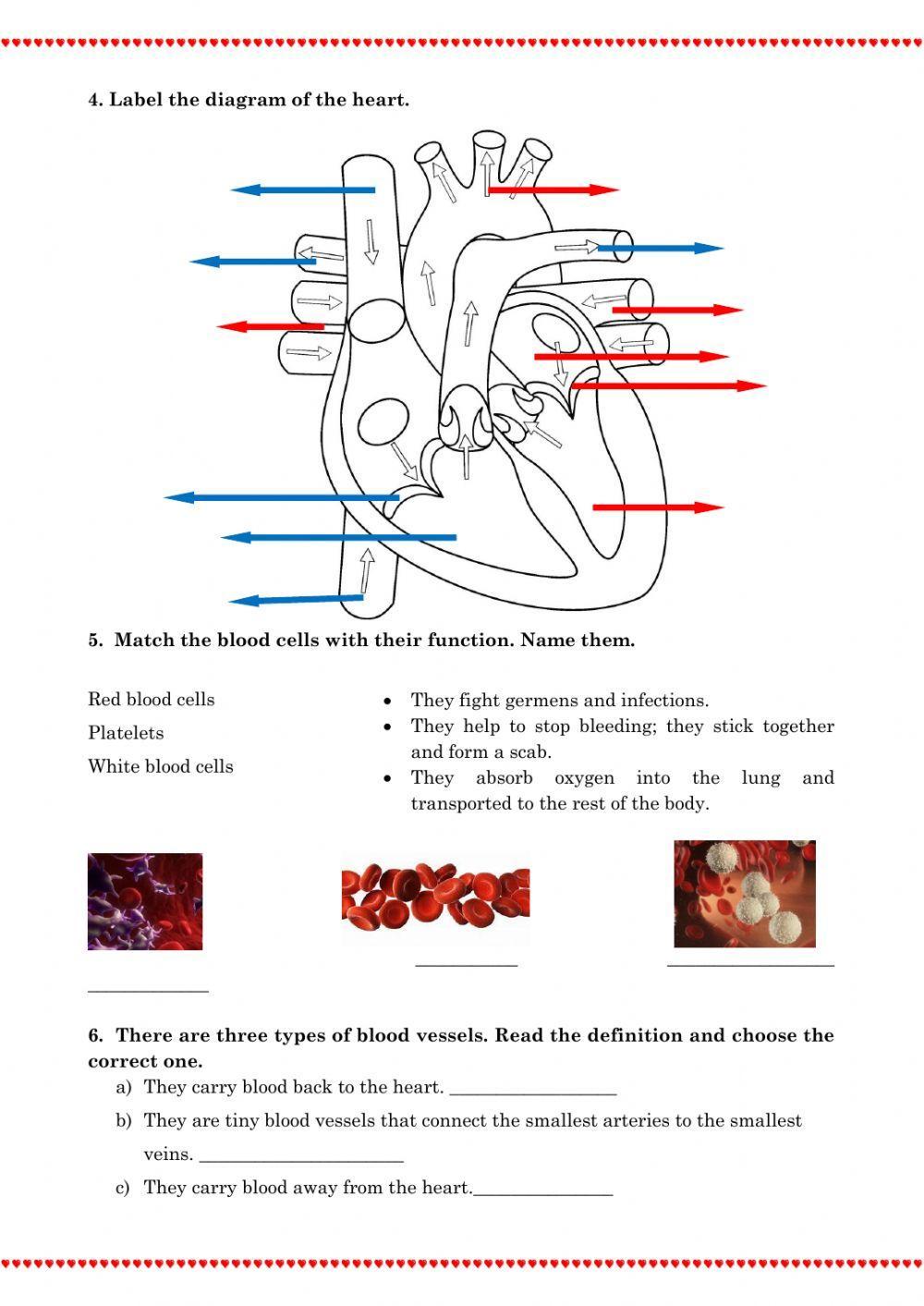 Circulatory System