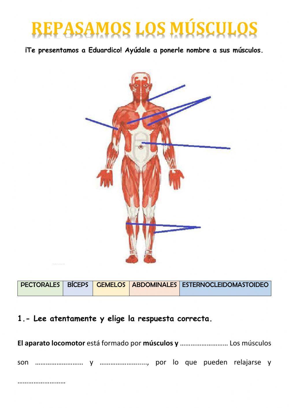 Repaso EL APARATO LOCOMOTOR