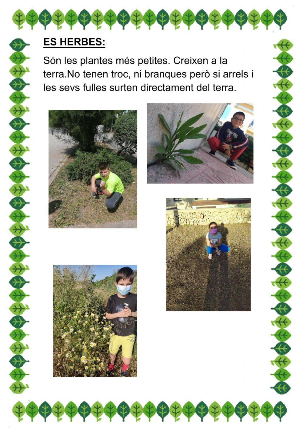 Les herbes