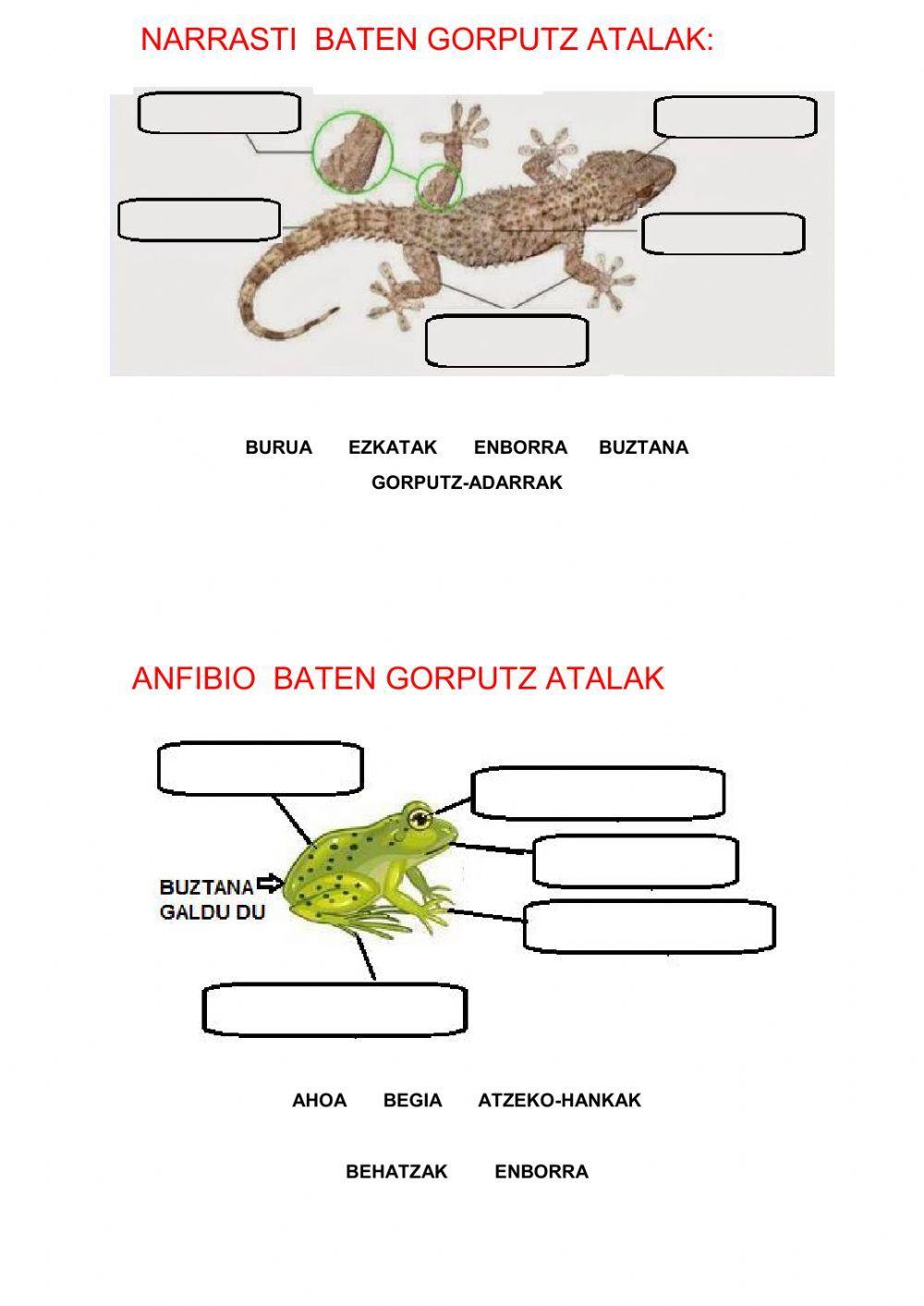 Animalien gorputzen zatiak