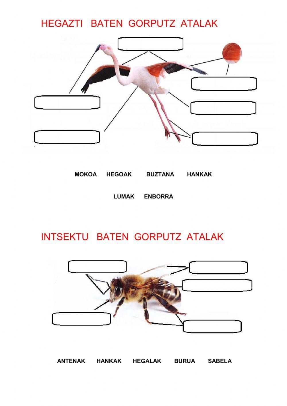 Animalien gorputzen zatiak