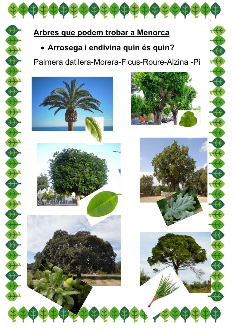 Arbres que trobam a Menorca