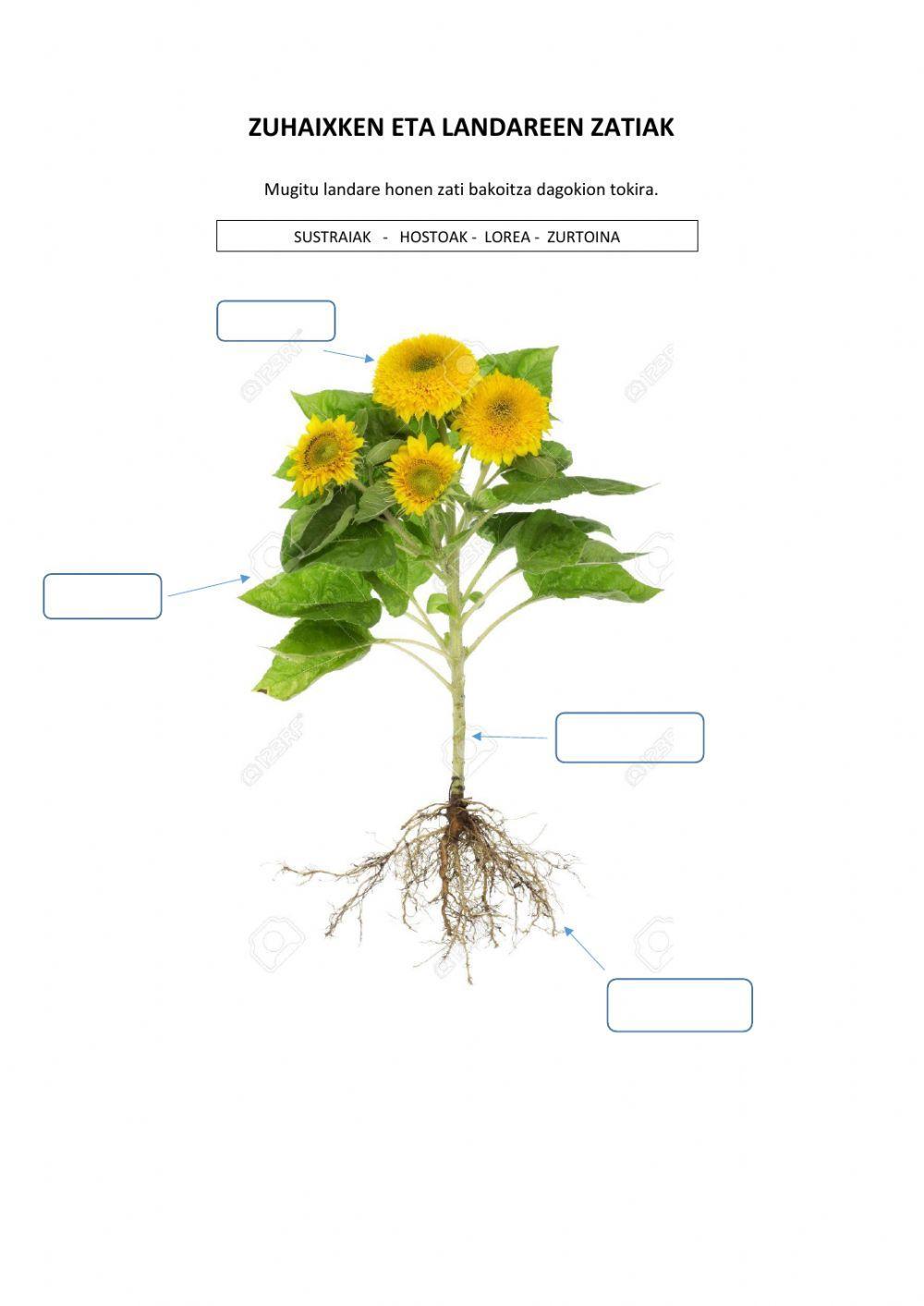 Zuhaixken eta landareen zatiak