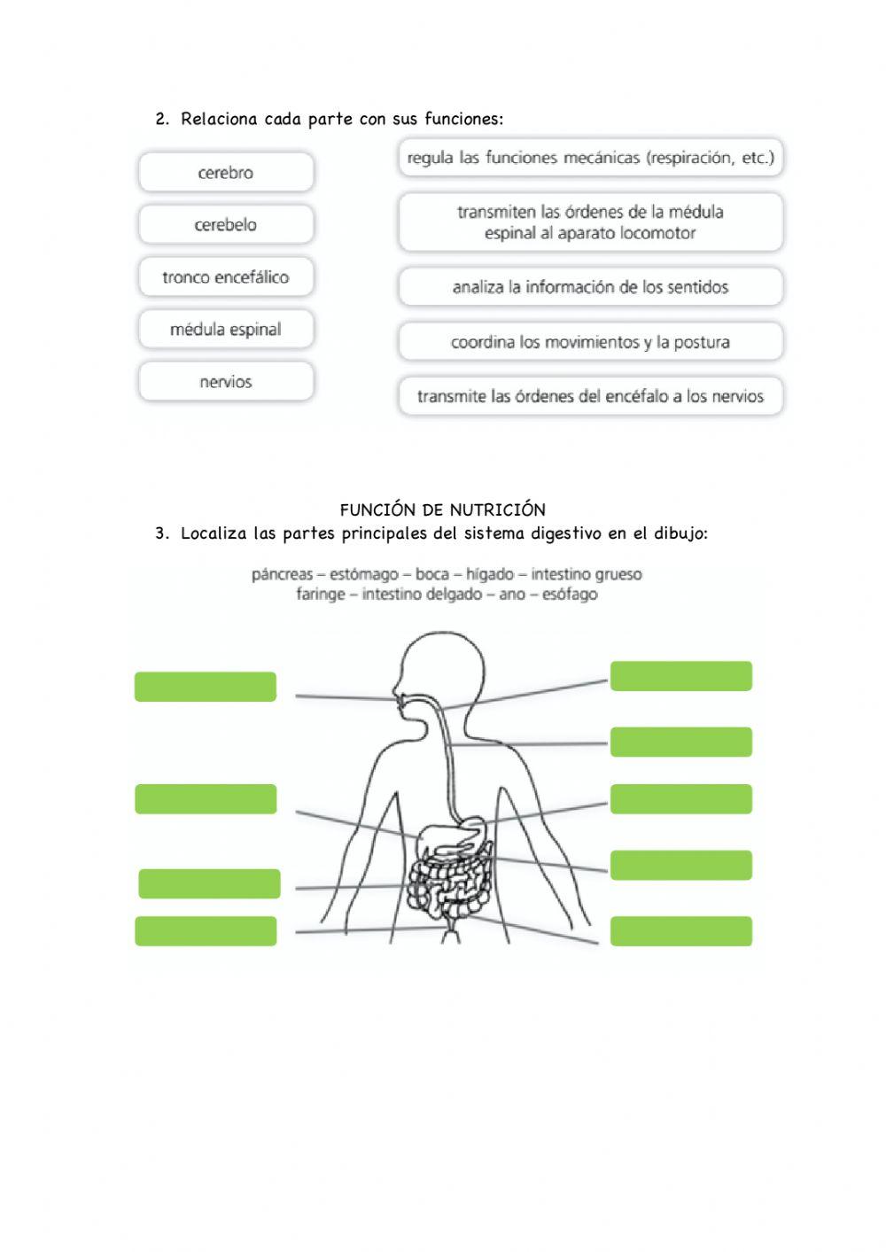 Función de relación y nutrición