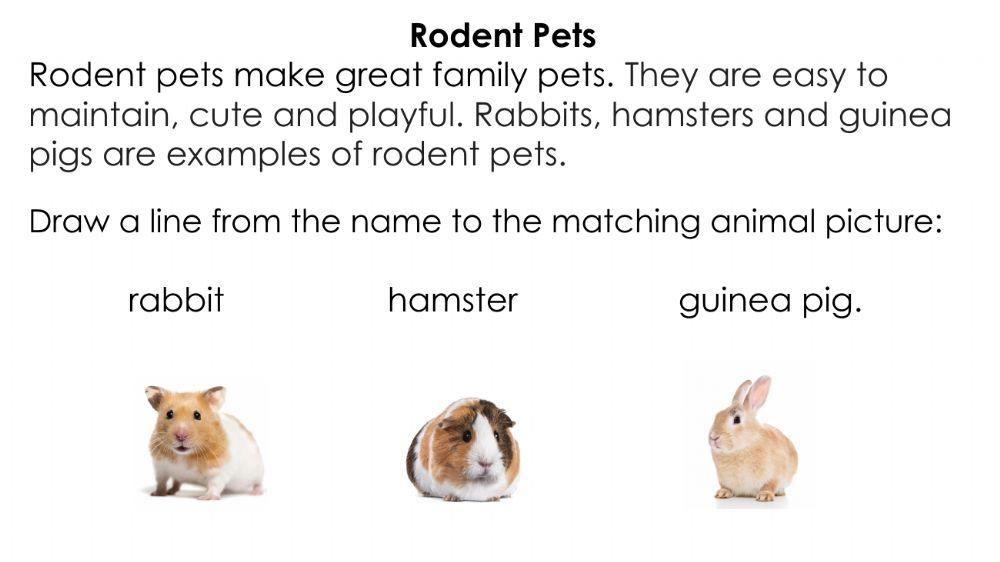 Pets - Guinea Pigs