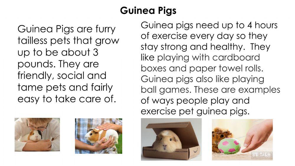 Pets - Guinea Pigs