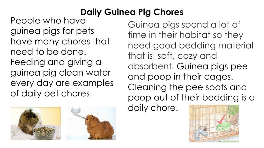 Pets - Guinea Pigs