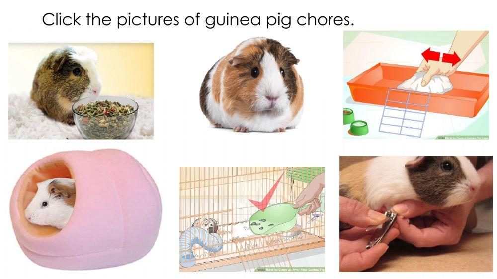 Pets - Guinea Pigs