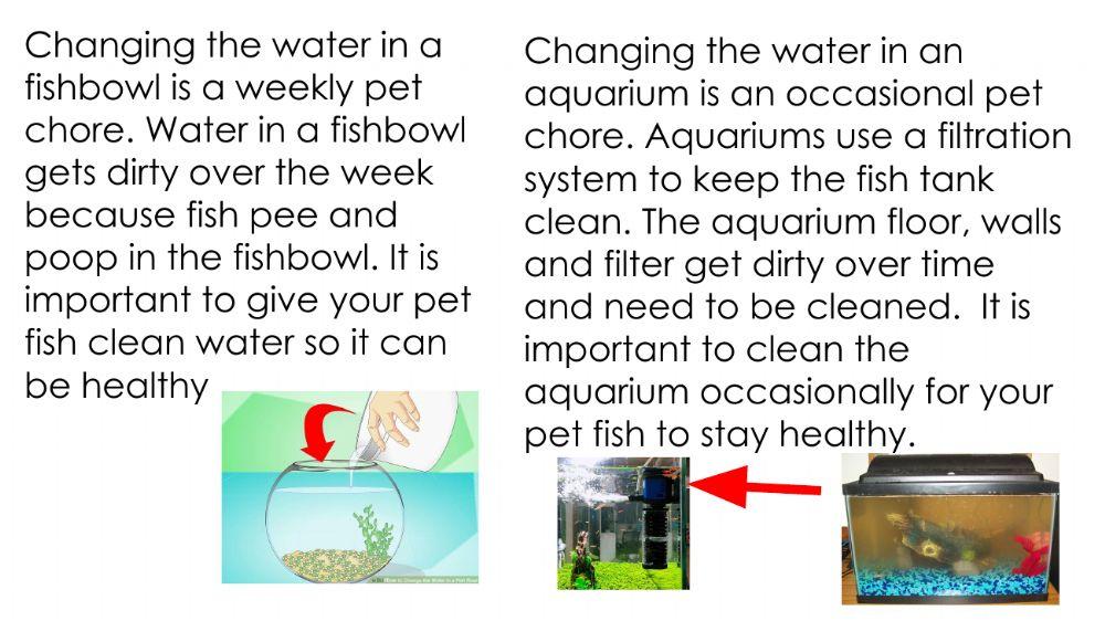 Pet Chores - Fish
