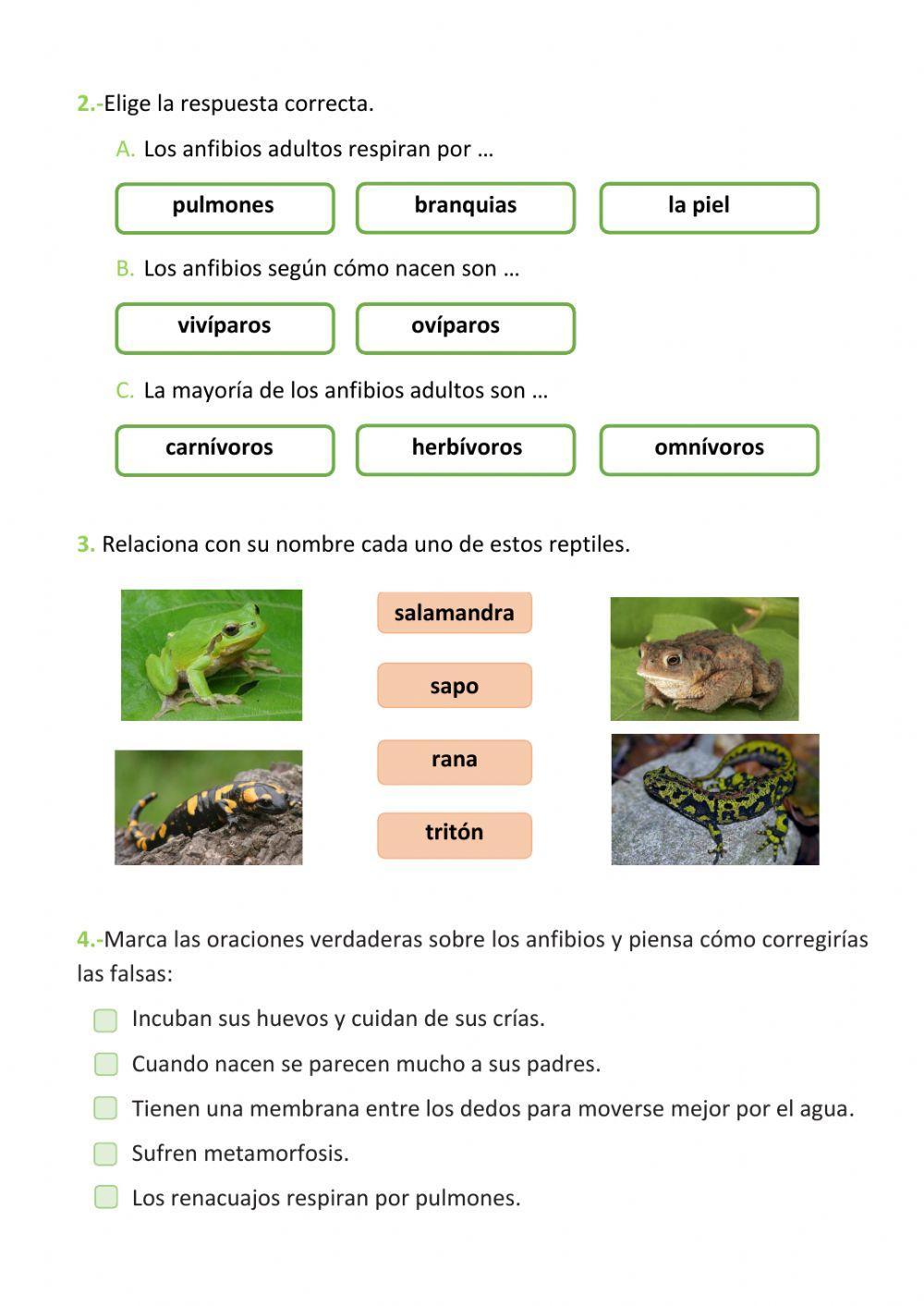 Los anfibios Los anfibios