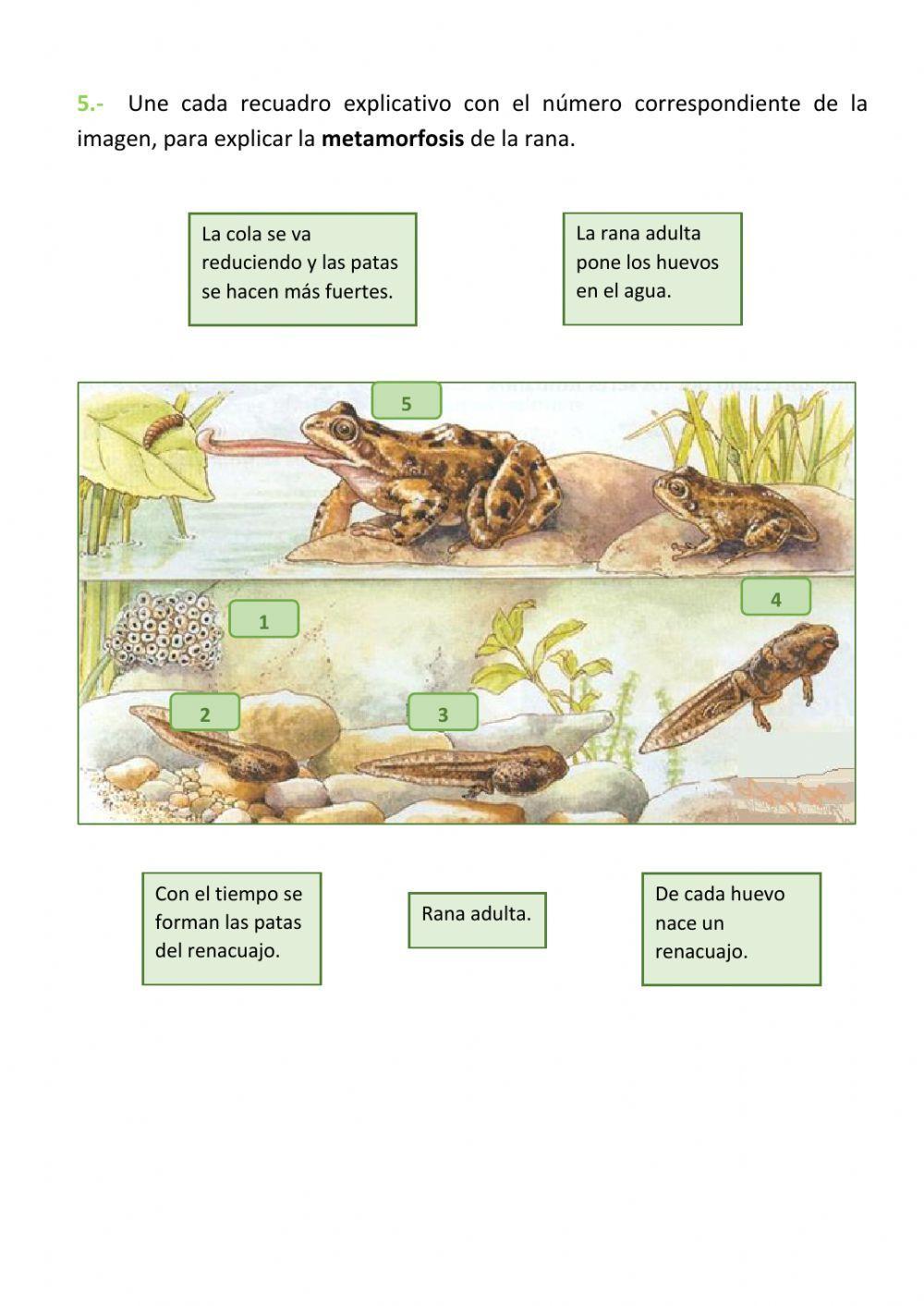 Los anfibios Los anfibios