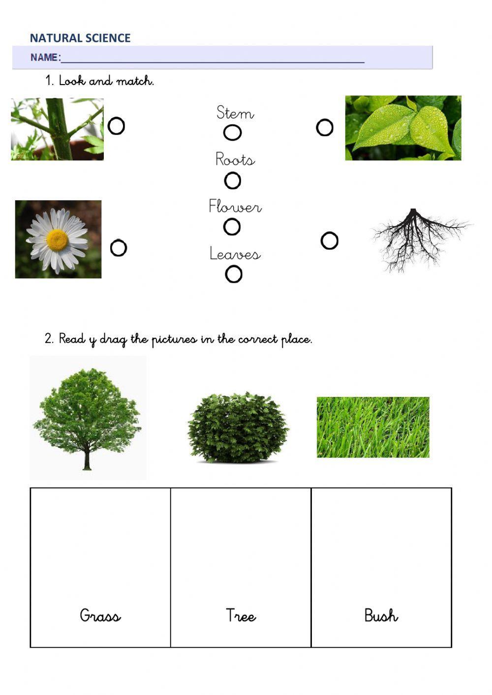 Natural Science 1º living things, non living things