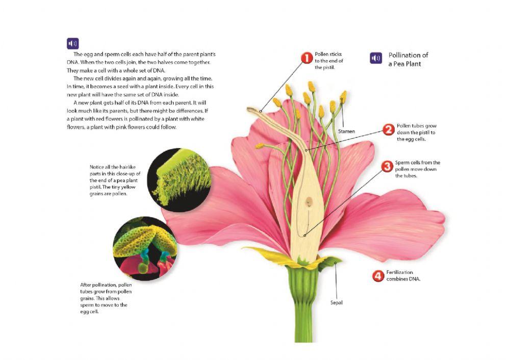 Pollinating Different Plants