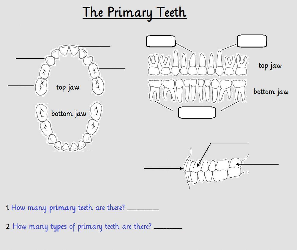 The Primary Teeth