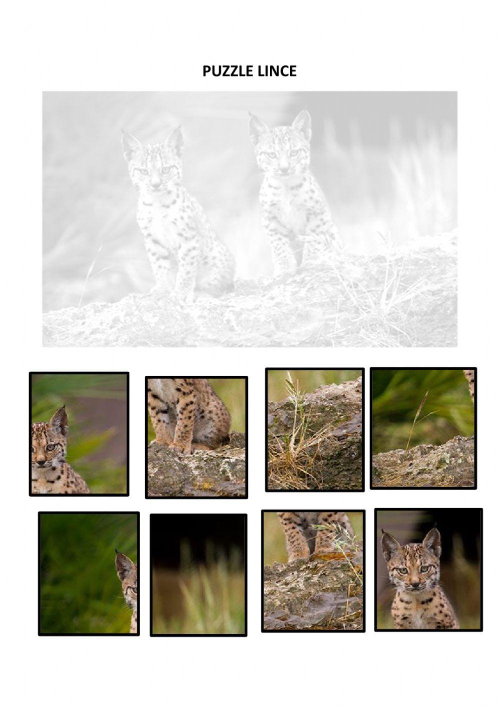 Puzzle lince