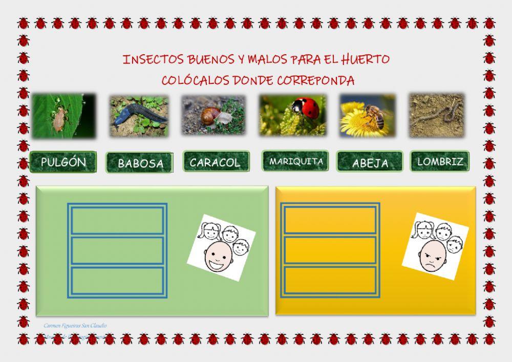 INSECTOS DEL HUERTO ESCOLAR