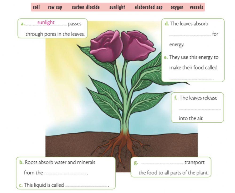 Nutrition plants