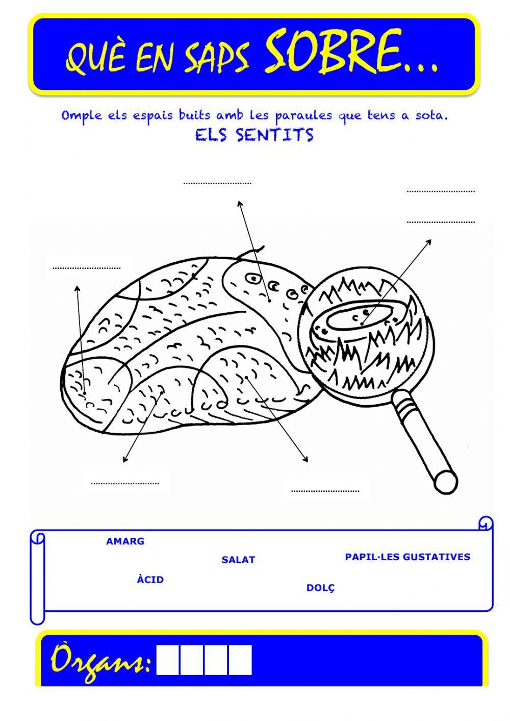 Que saps sobre... Organ-Gust