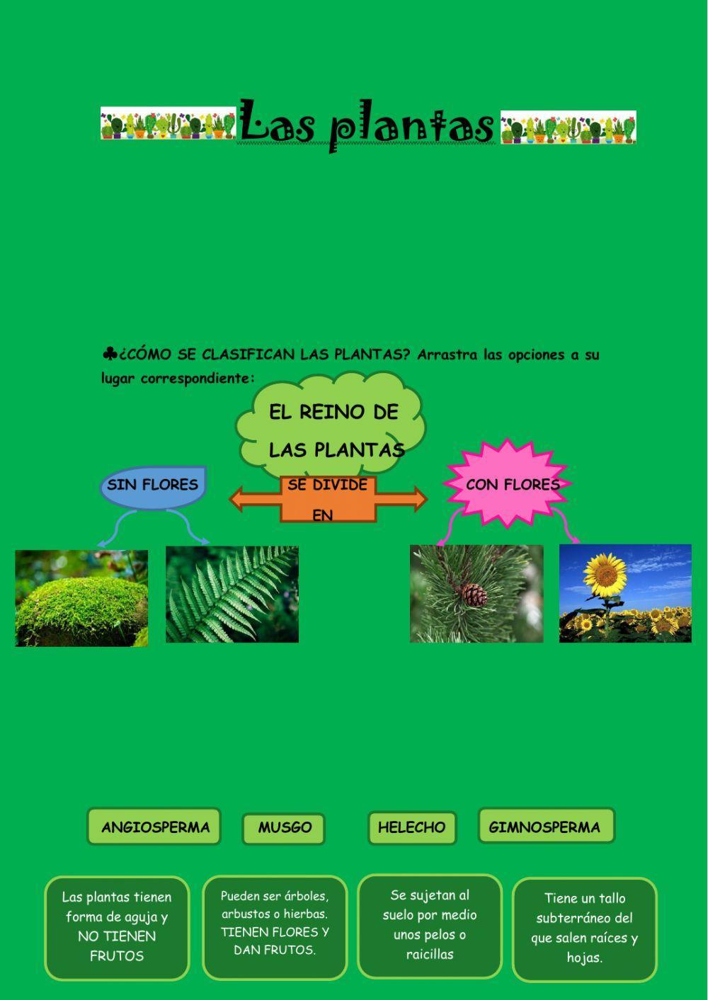 El reino de las plantas