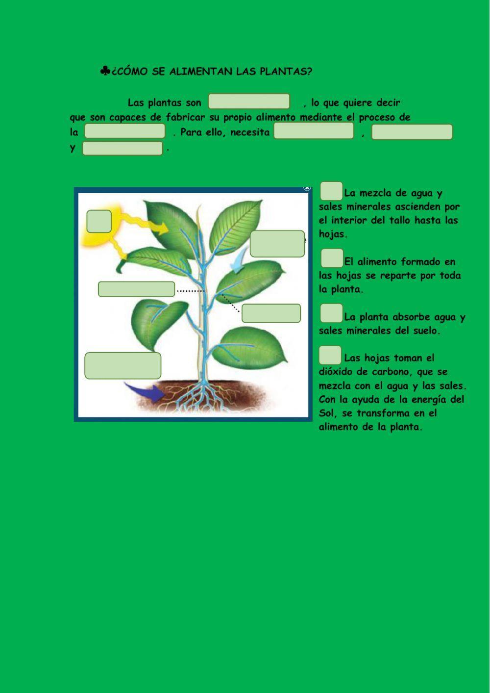 El reino de las plantas