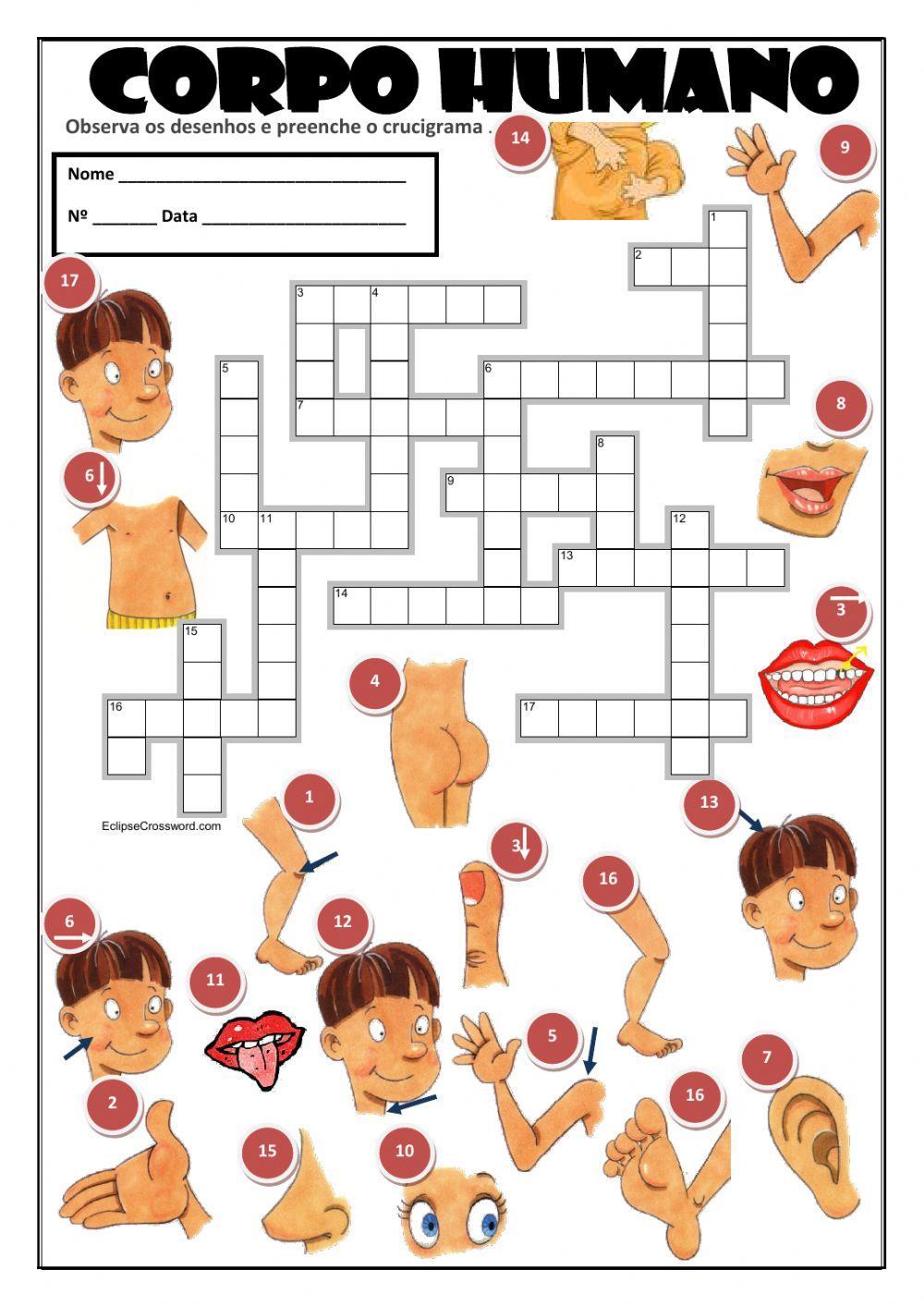 Partes do corpo. Crucigrama.