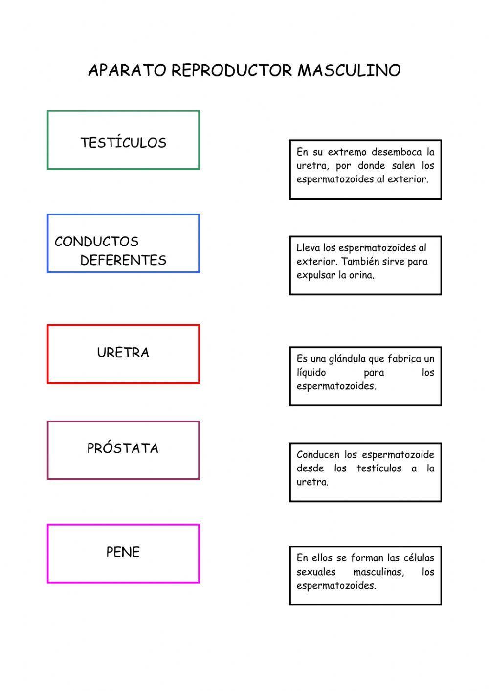 Aparato reproductor masculino