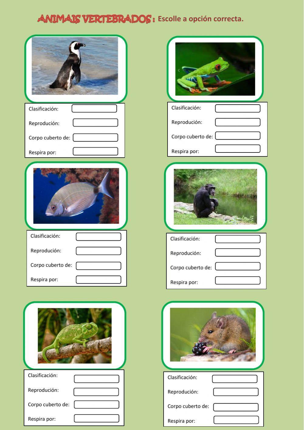 Os animais vertebrados Os animais vertebrados