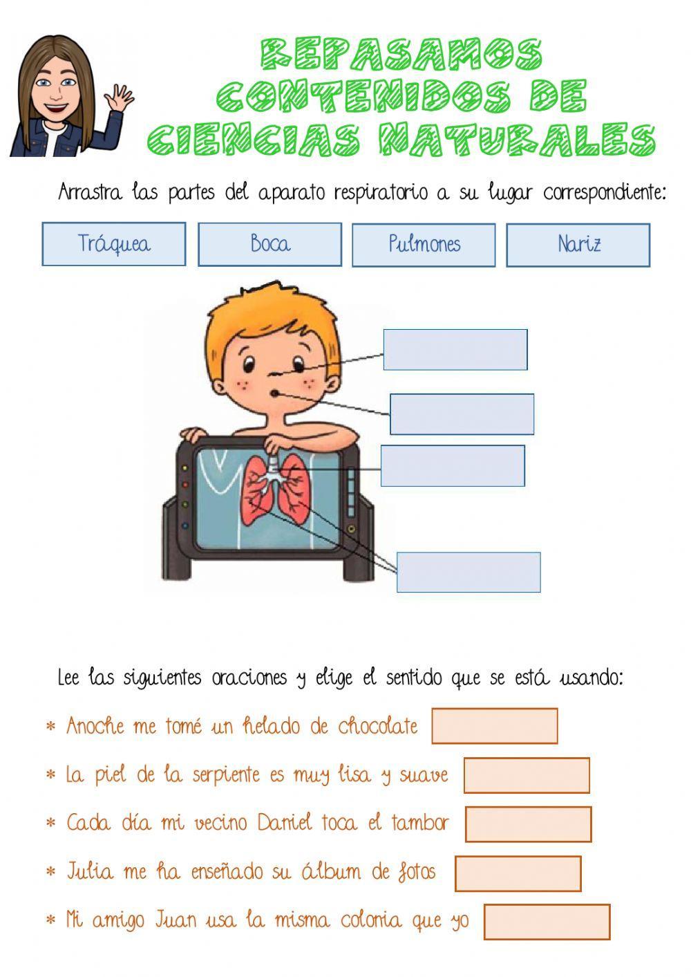 Repaso El cuerpo humano Repaso El cuerpo humano