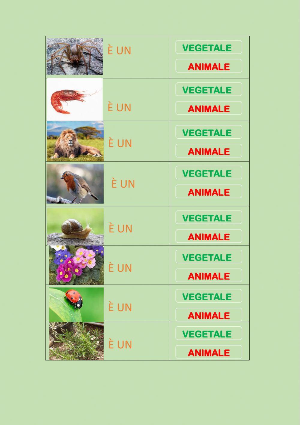 Vegetale o animale?