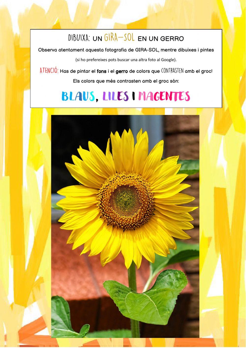 Els gira-sols de Van Gogh