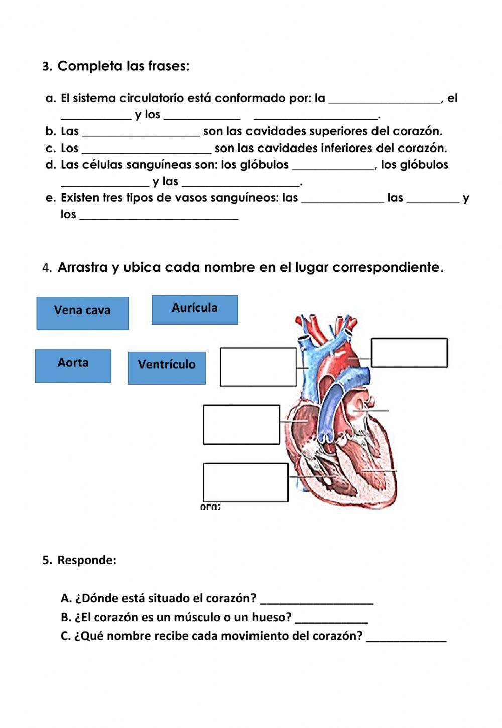 Sistema Circulatorio 4°