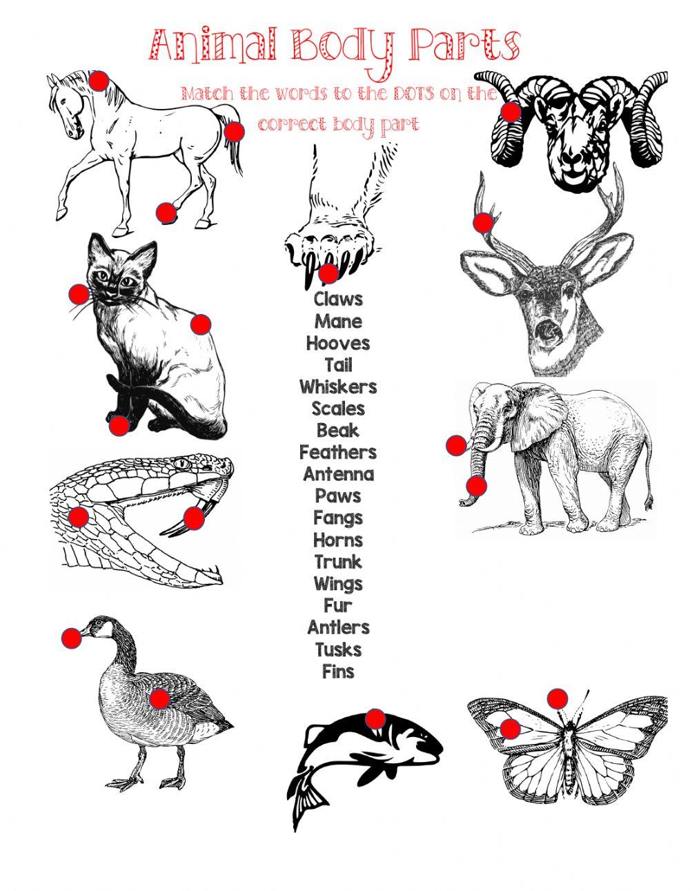 Animal Body Parts