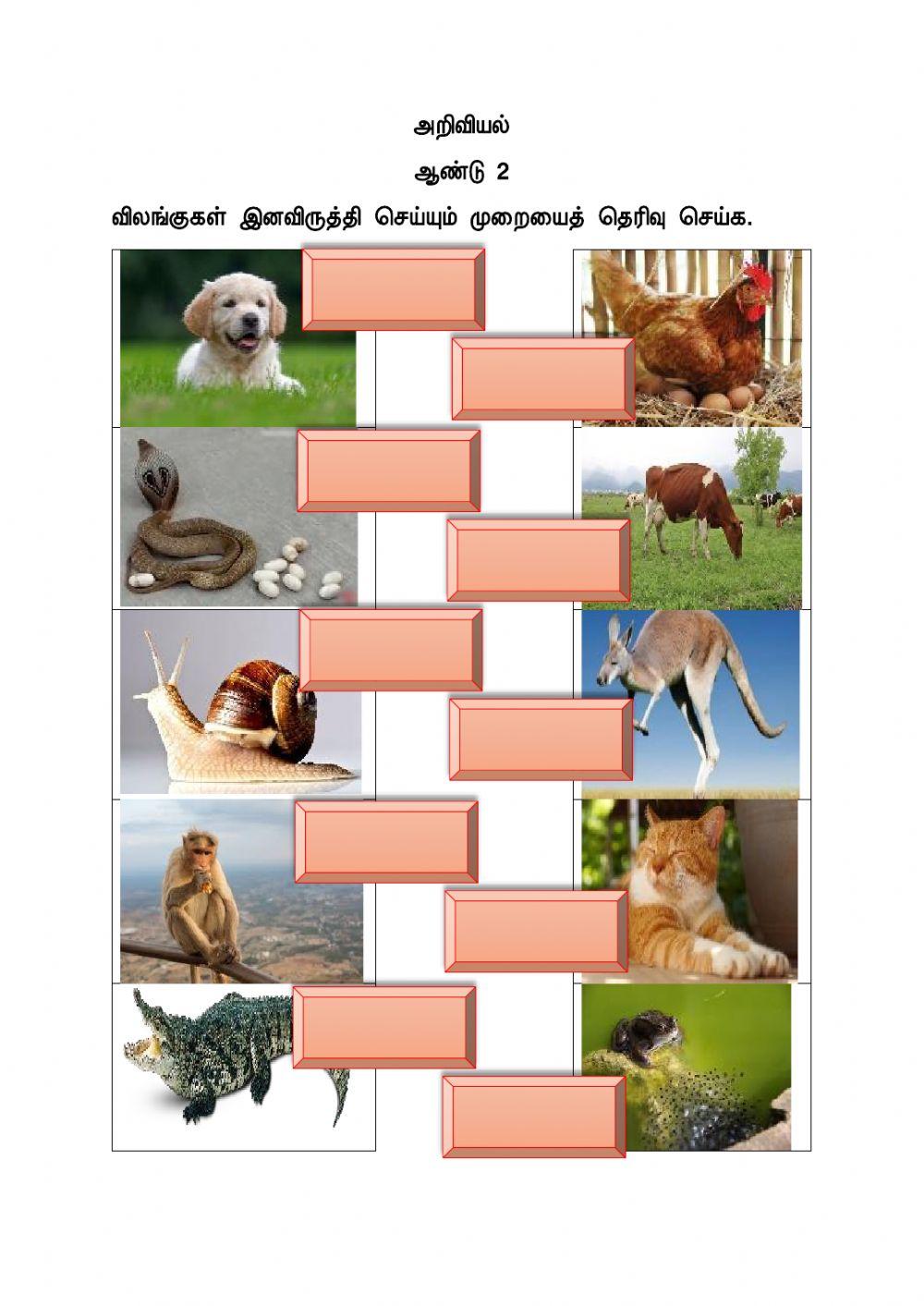 விலங்குகளின் இனவிருத்தி முறை