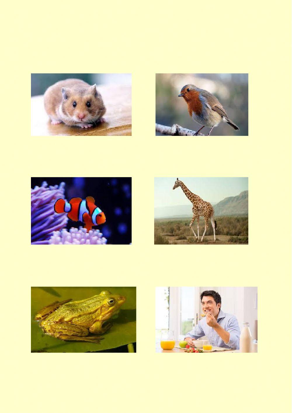 Cosa mangiano gli animali?