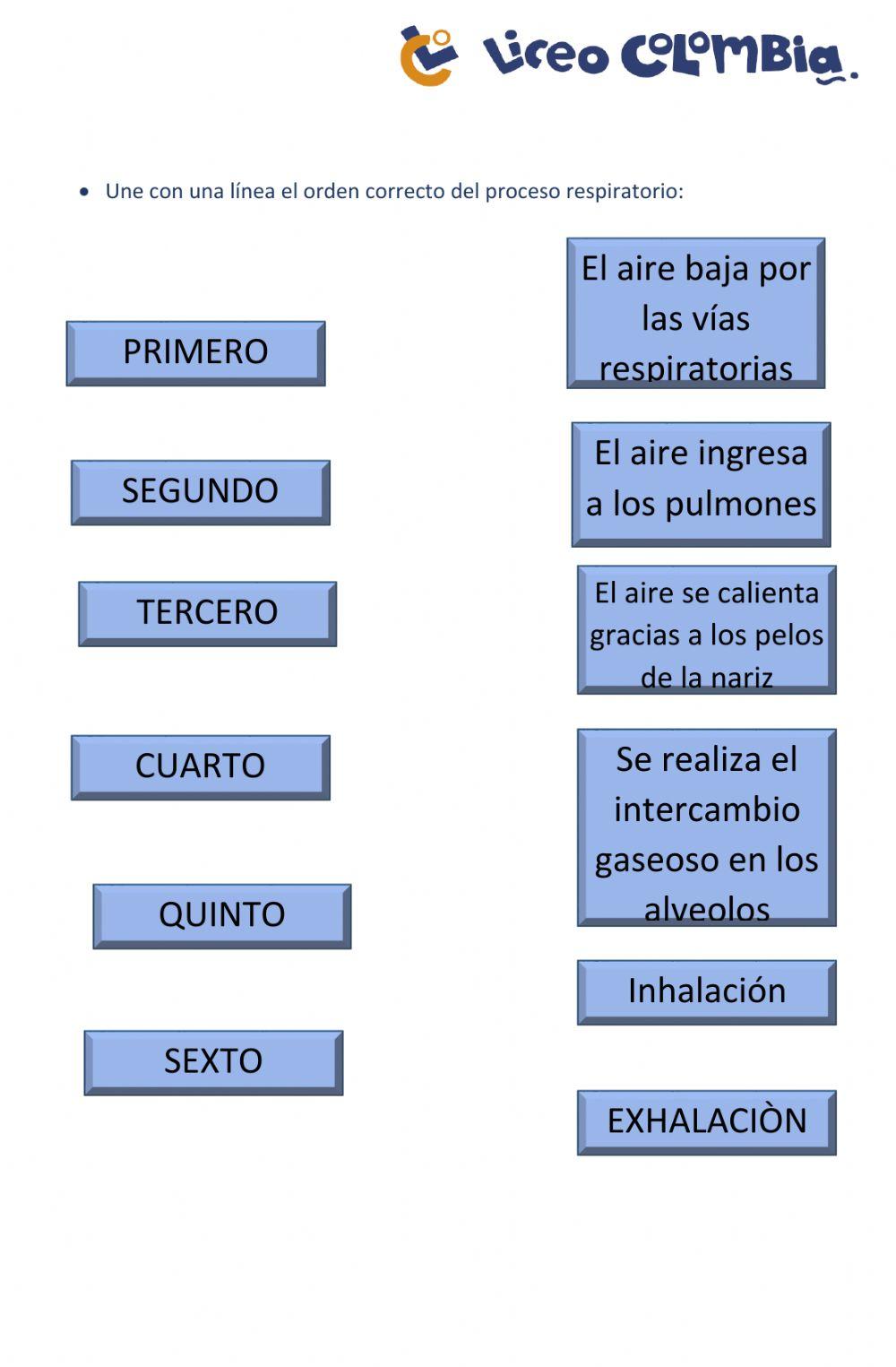Sistema resporatorio partes y funcion
