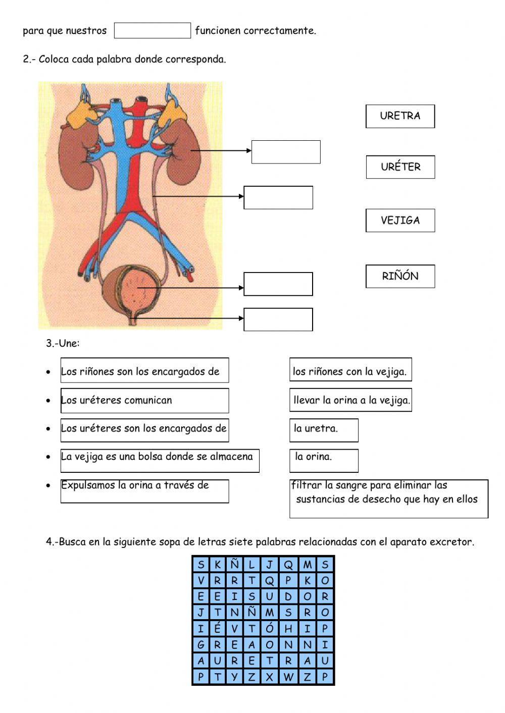 EL APARATO EXCRETOR