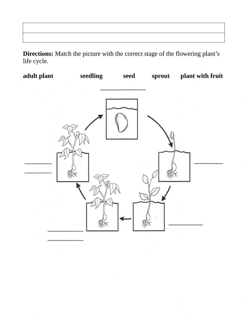 Life Cycle of a flowering plant