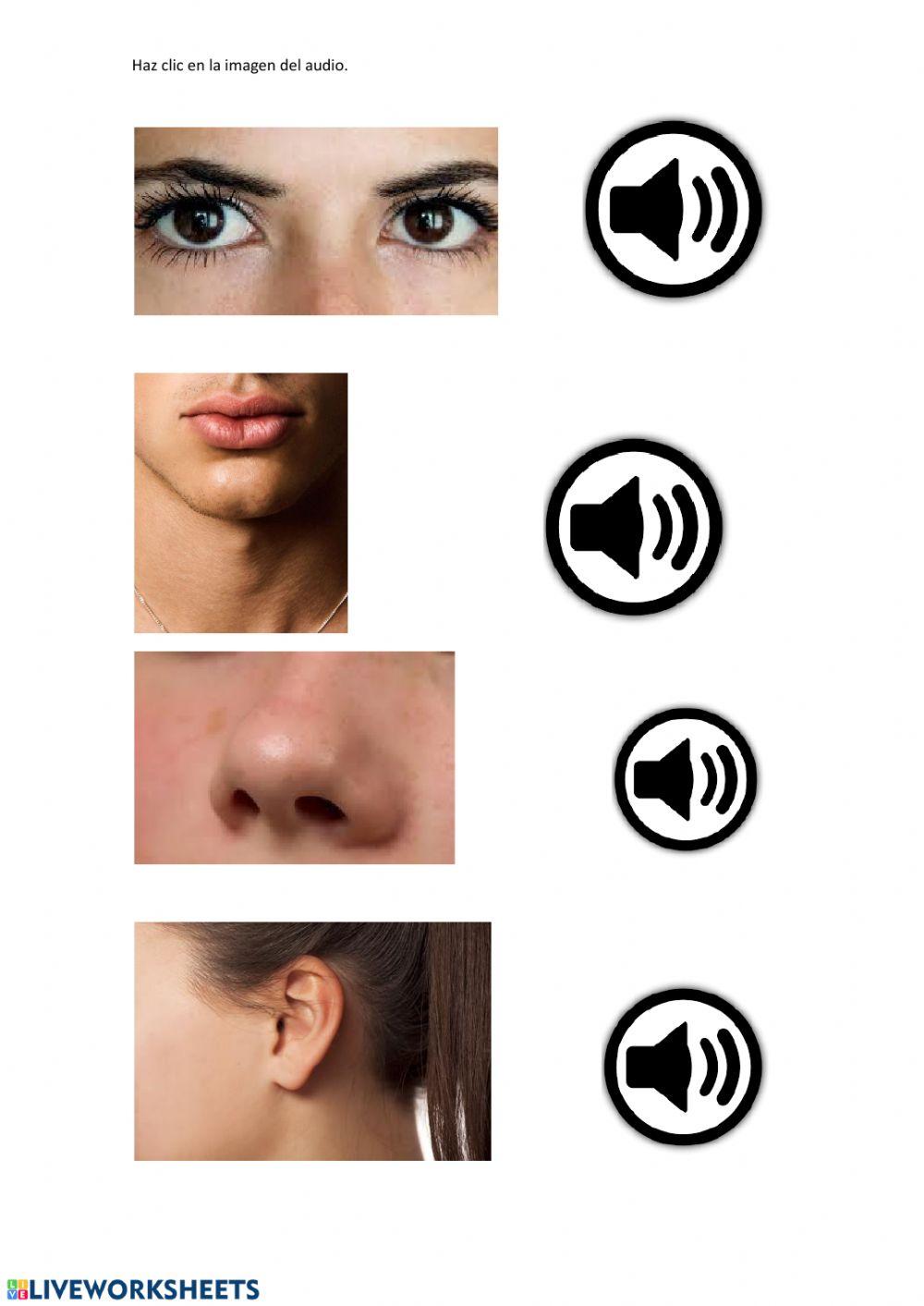 Algunas partes de la cara