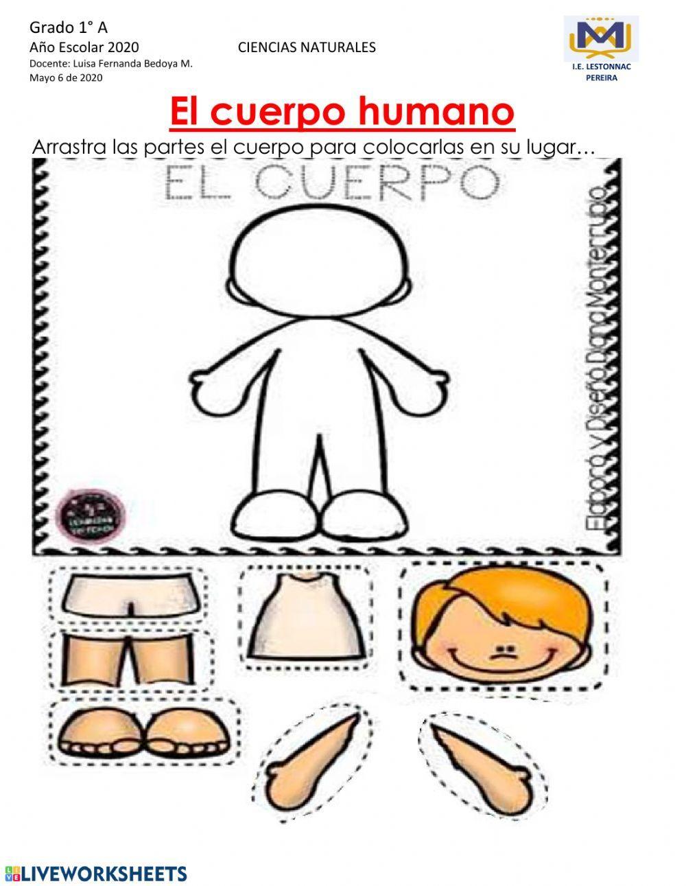 Cuerpo Humano Grado 1 Rompecabezasarrastre De Frichas Worksheet