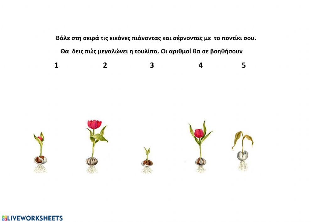 Αναπτυξη τουλιπας