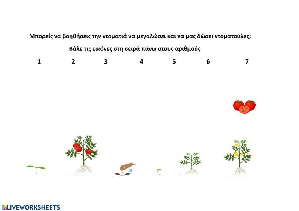 Αναπτυξη ντοματιας